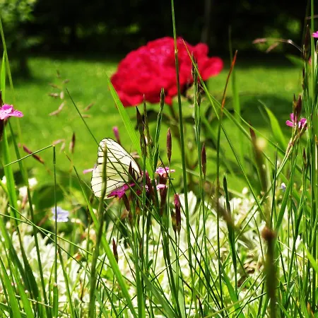 * Lioutraz * Alpesi faház *